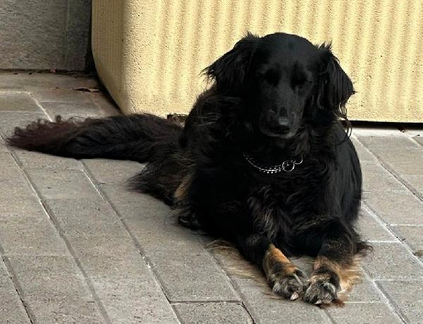 SELVAGGIA DOLCE E TIMIDA Foto 4